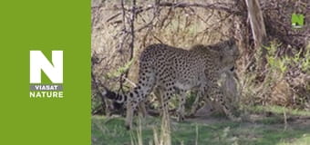 Hot Life: Africa - Cheetah's Burning Plains