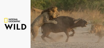 Дикое королевство S2E1 - Враг внутри