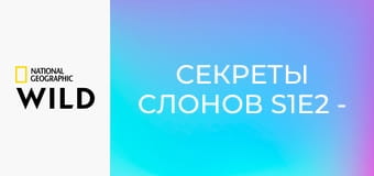 Секреты слонов S1E2 - Пустыня