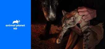 Снимите кошку с дерева S1E8 - Котик, ты меня слышишь? Снимите кошку с дерева S1E8 - Котик, ты меня слышишь?