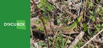 Dzikie zwierzęta S1E11 - Migracja Dzikie zwierzęta S1E11 - Migracja