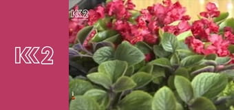 Шість соток S1E14