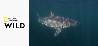 Акулы севера