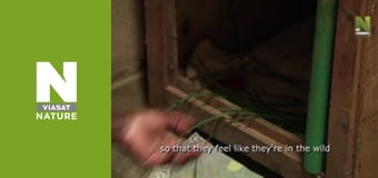 Спасатели животных в Малави - Печали панголина