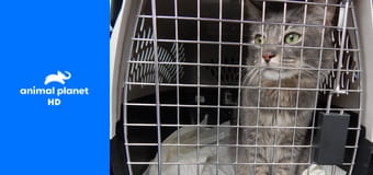 Адская кошка S7E4 - Разбушевавшаяся Катрина Адская кошка S7E4 - Разбушевавшаяся Катрина