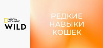 Редкие навыки кошек