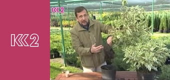 Удачний проект S5E16