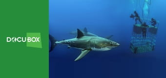 Podwodne królestwo S1E13 Podwodne królestwo S1E13