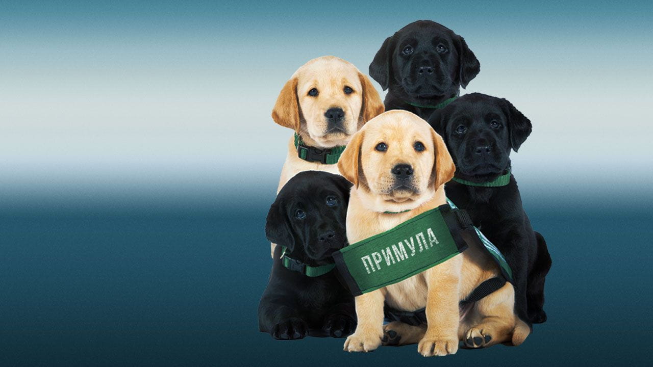 Dog Squad Puppy School (2020)