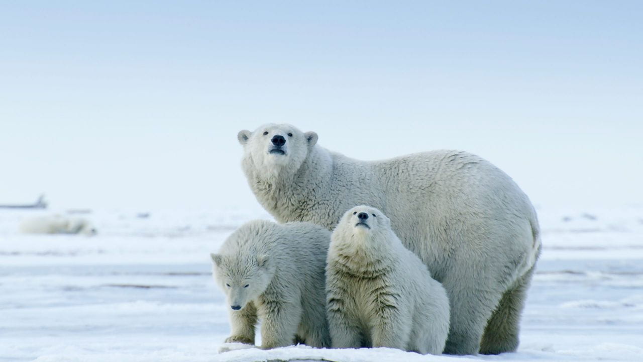 Американская Арктика: Заповедные земли под угрозой