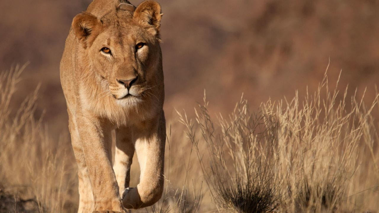 Исчезающие цари: Львы пустыни Намиб