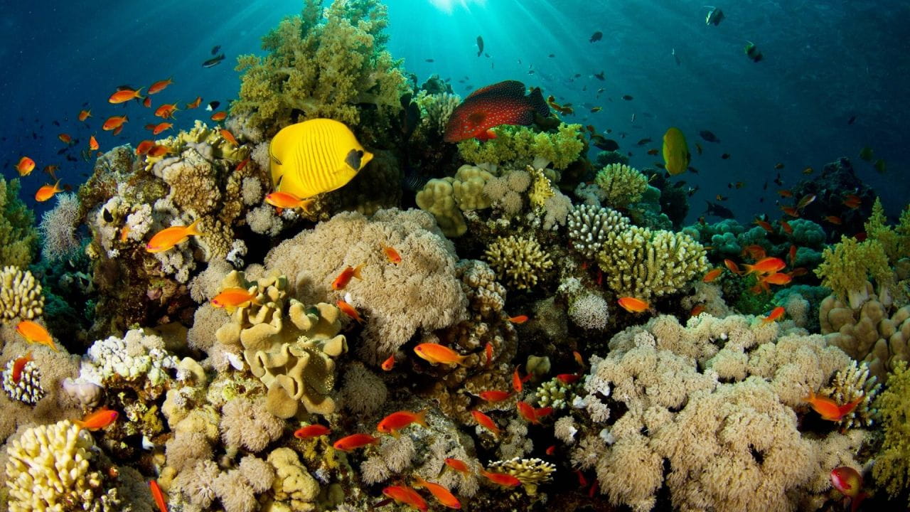 Кораловий риф: Мисливці та жертви