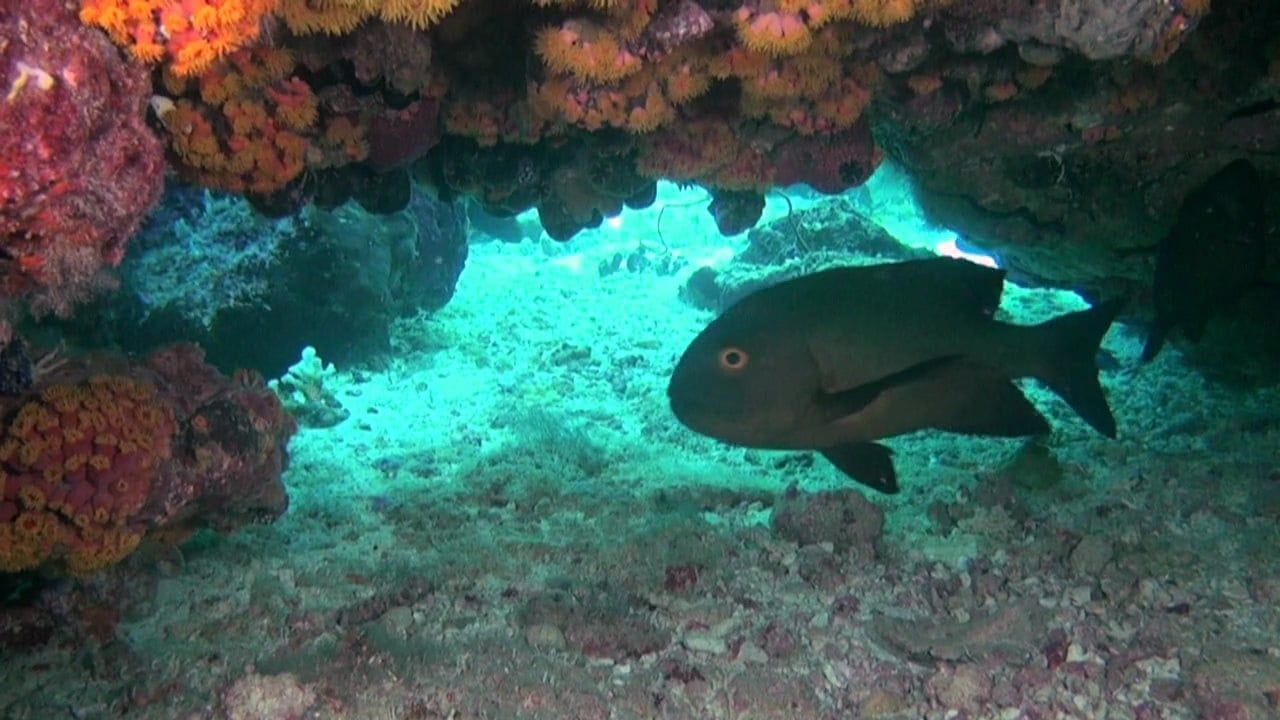 Кораловий риф: Дивовижні підводні світи