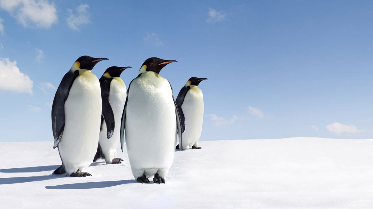 Знакомство с пингвинами