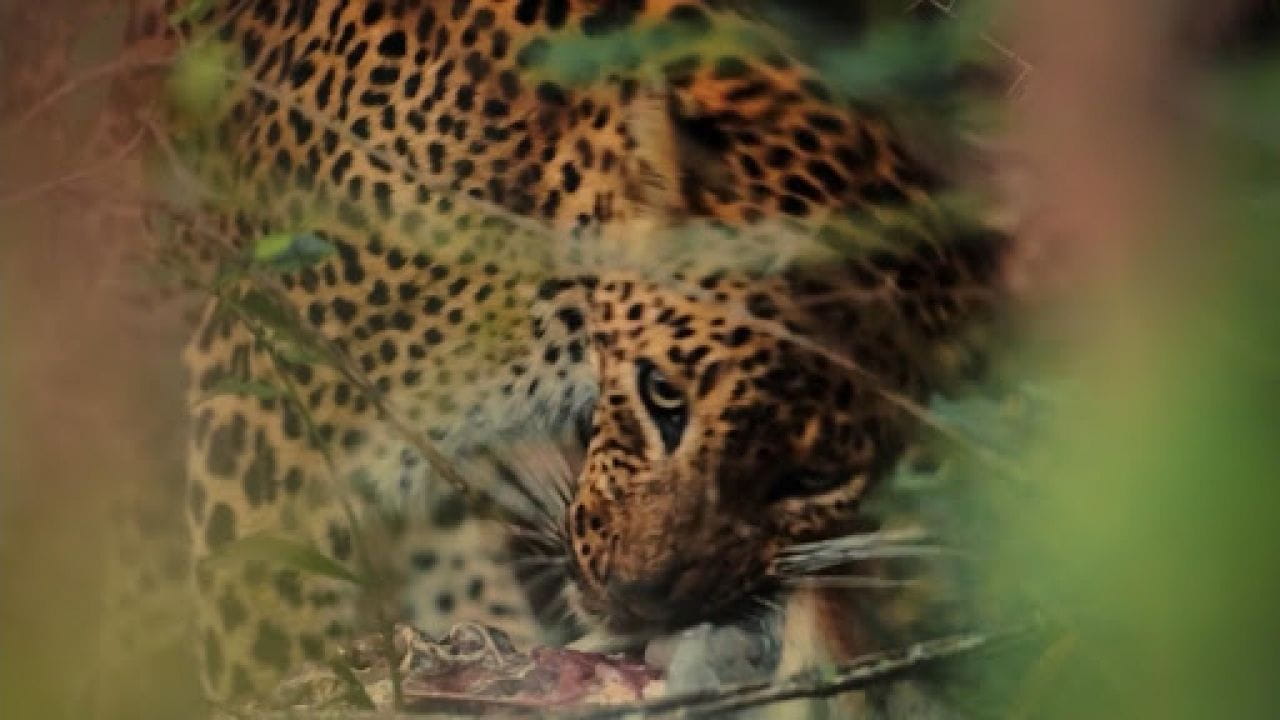 Wild Sri Lanka: Realm Of The Leopard