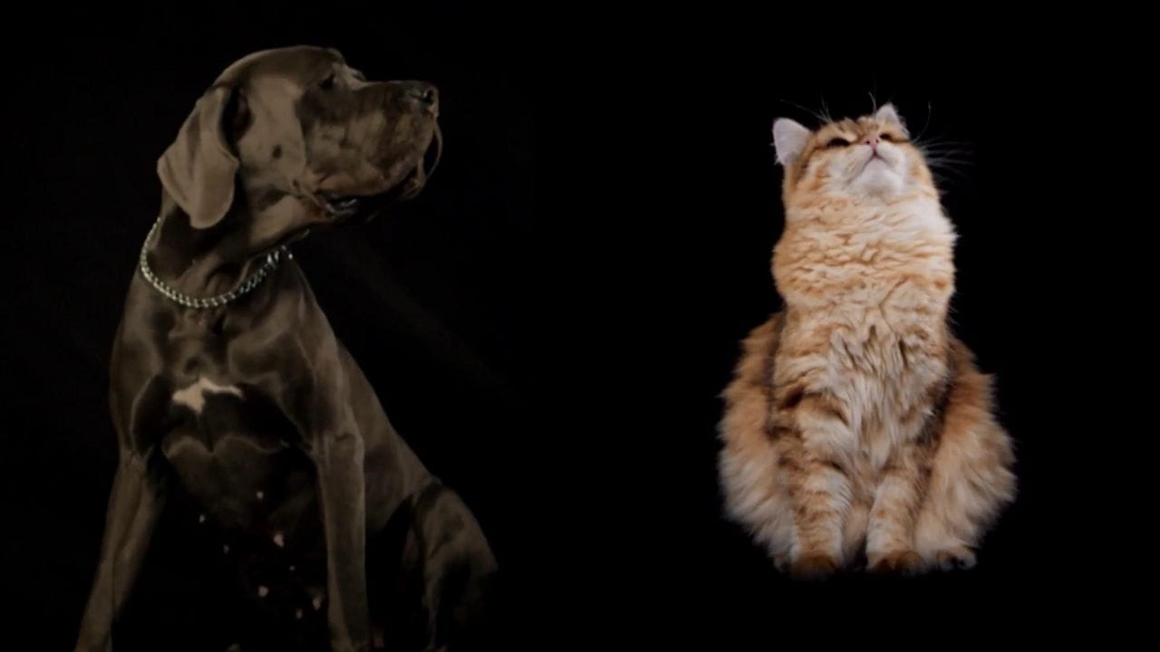 How Dogs And Cats Conquered The World