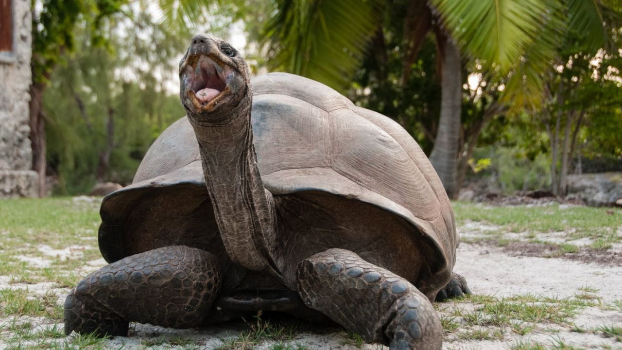 Aldabra: Once Upon an Island - SWEET.TV Aldabra: Once Upon an Island watch online