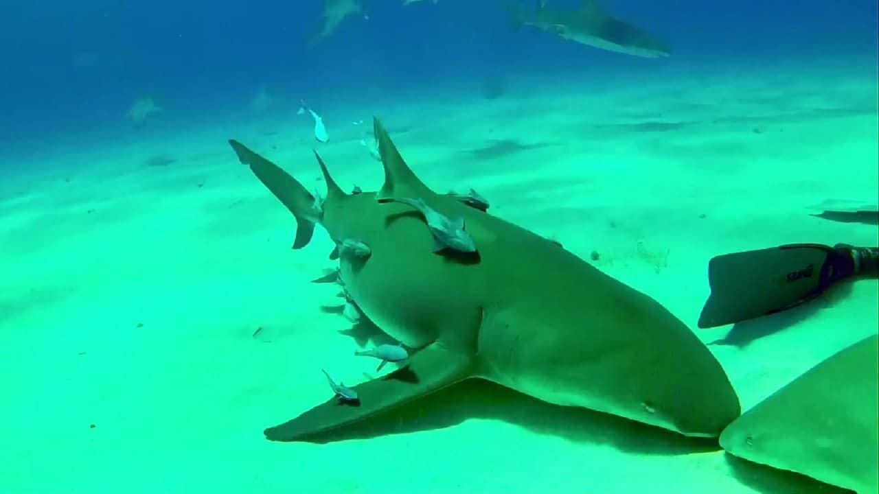 Карибські острови 3D: Занурення з акулами дивитися онлайн