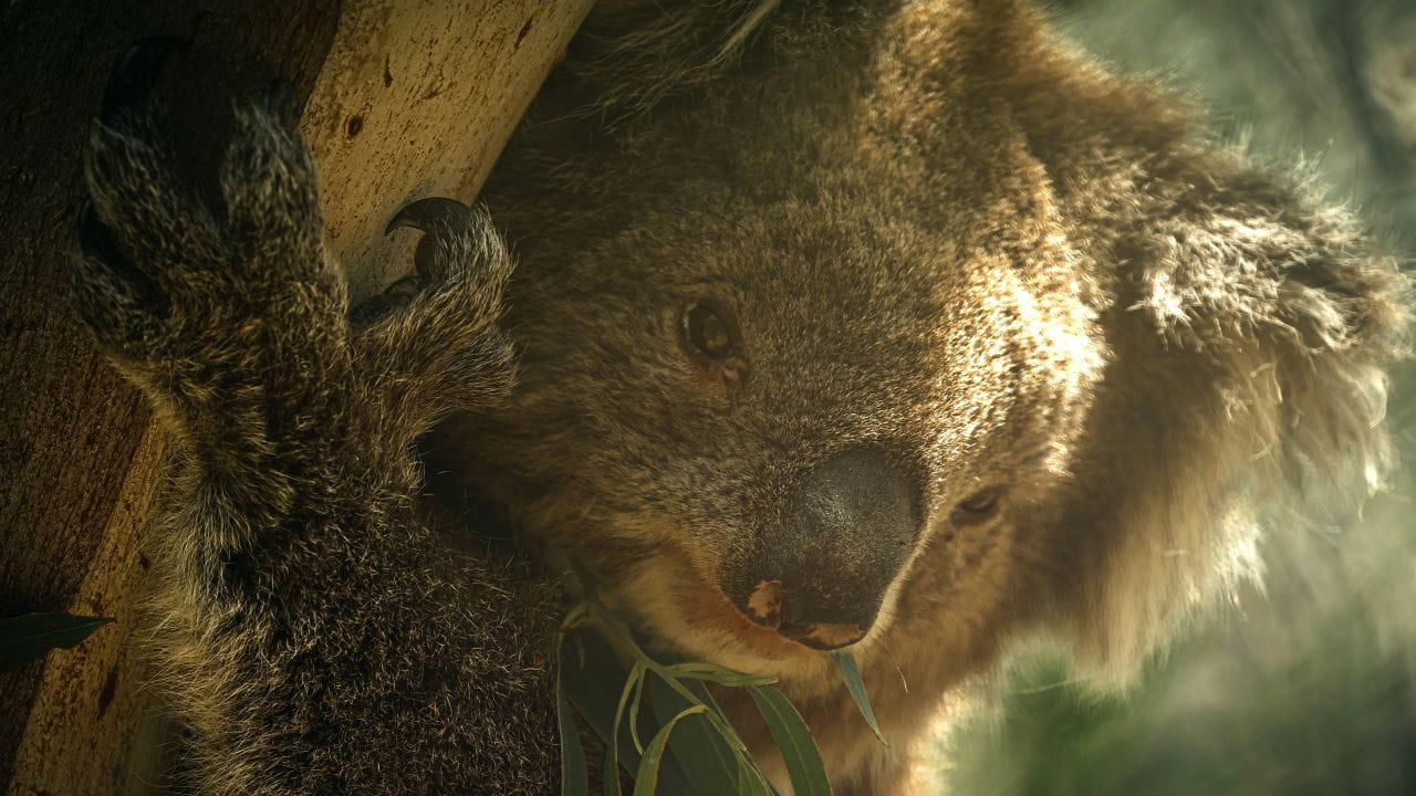 Ведмідь: Рятувальник коал