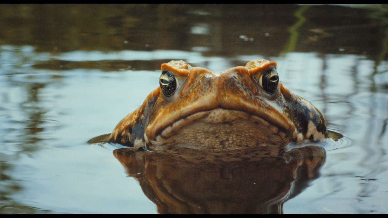 Cane Toads: The Conquest - SWEET.TV Cane Toads: The Conquest watch online
