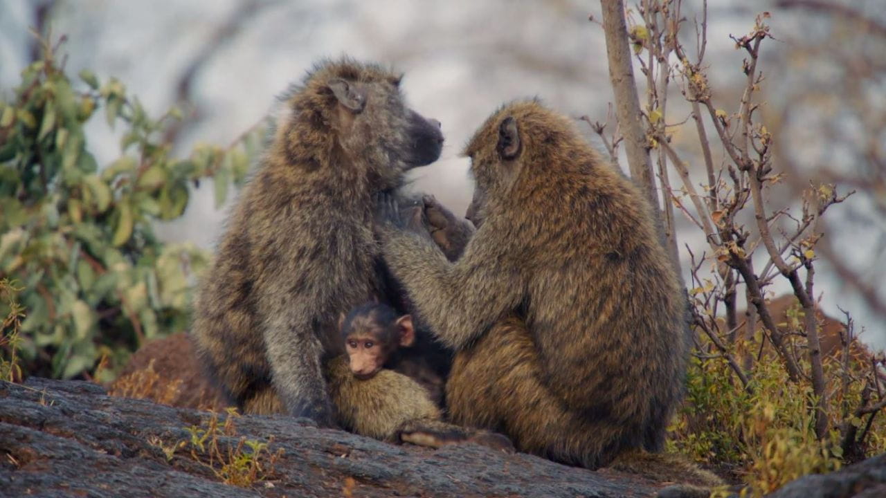 Baboons: A Really Wild Family