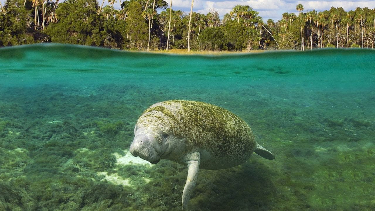 Adventure Everglades 3D - The Manatees of Crystal River