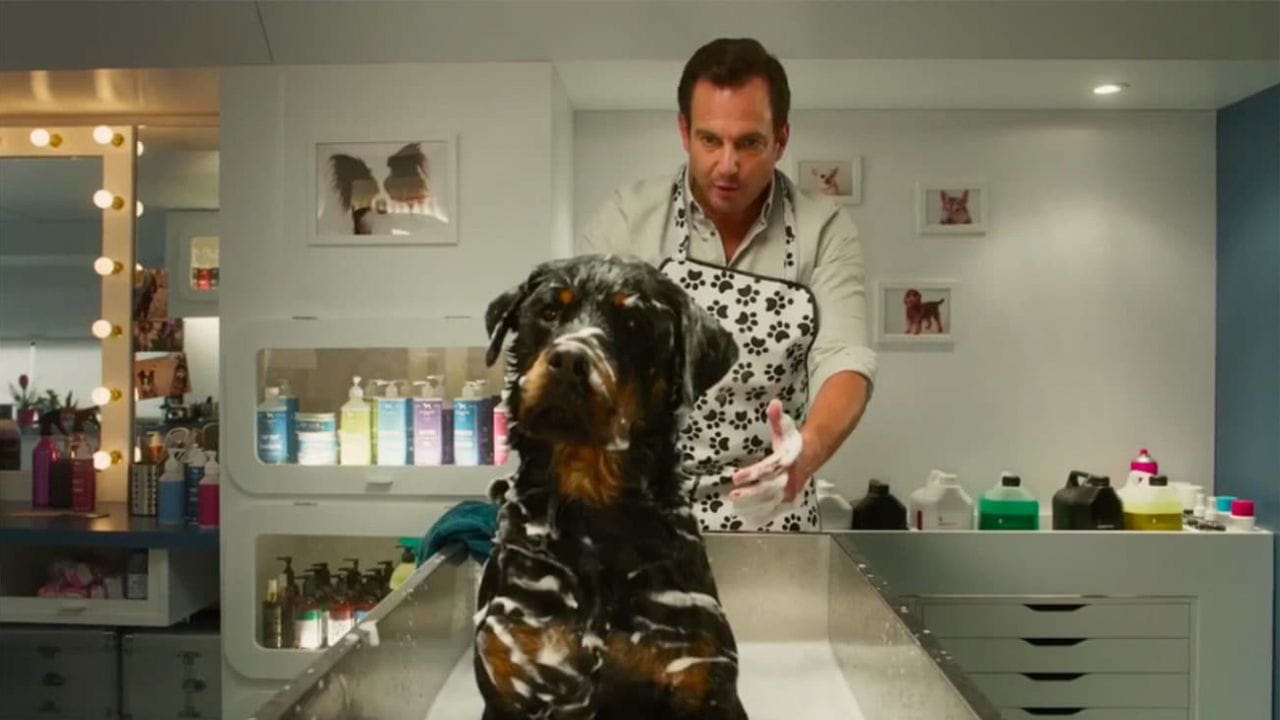 Show Dogs - SWEET.TV Show Dogs watch online