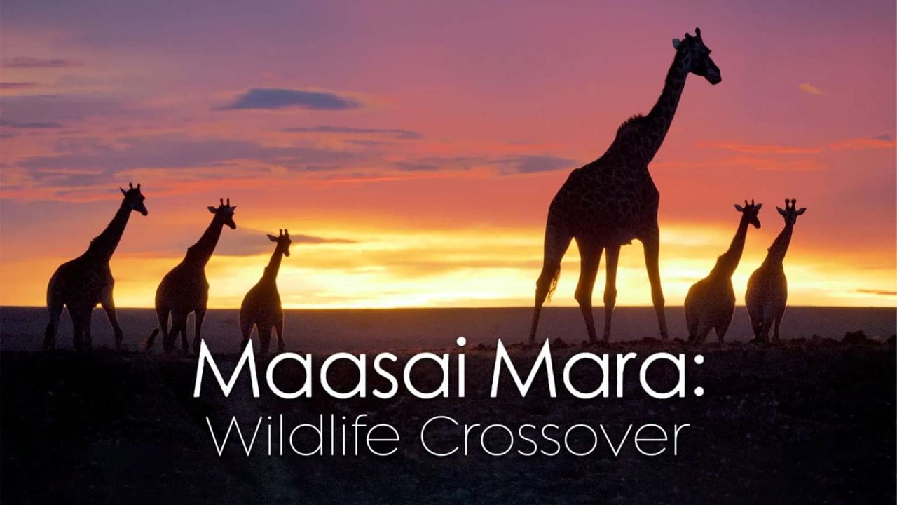 Maasai Mara: Wildlife Crossover