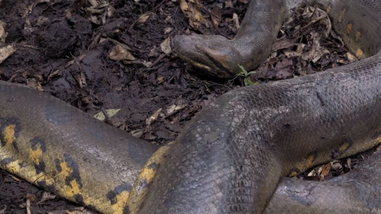 Wild LatAm (2020) – watch online in high quality on Sweet TV