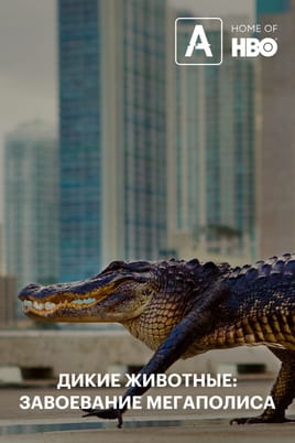 Wild Metropolis - SWEET.TV Watch Wild Metropolis online