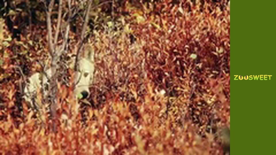 Animal communities, Season 1, Episode 4