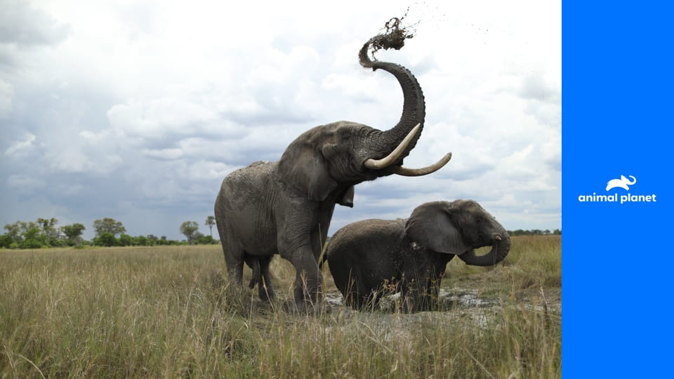 Герои среди нас S1E6 - Рай для слонов