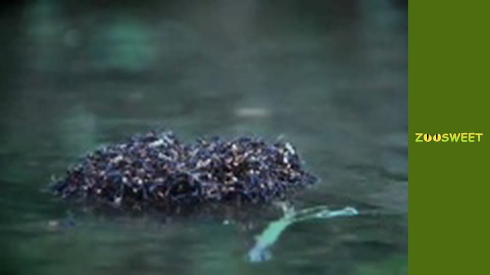 Спільноти тварин, Сезон 1, Випуск 9