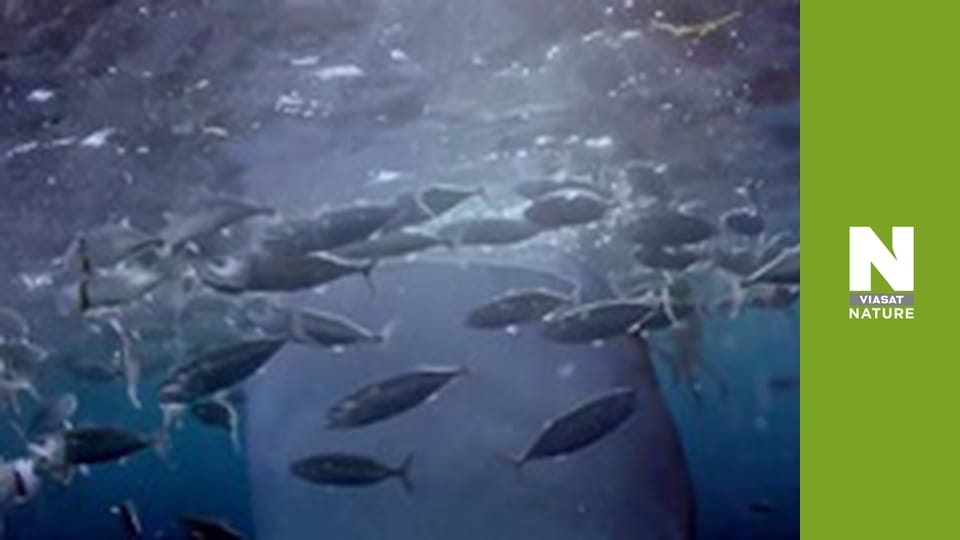 Планета Большой Барьерный риф - Защита большеротых акул