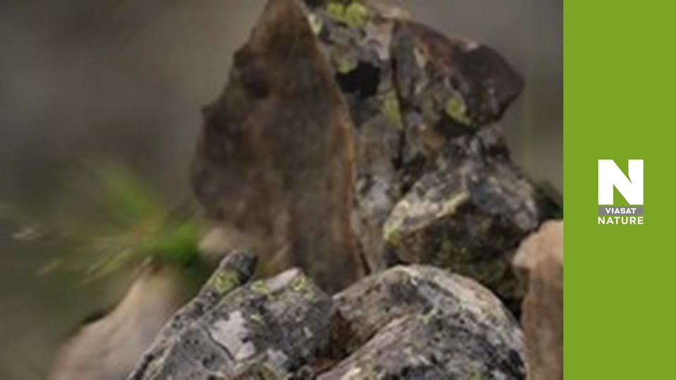 Дика Канада - Осінь