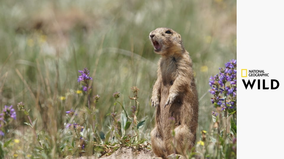 Поместье луговой собачки S1E8 - Возвращение домой