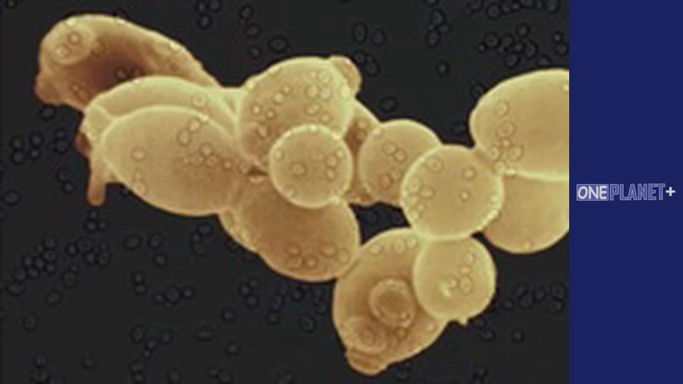 У пошуках знань. - серия 14