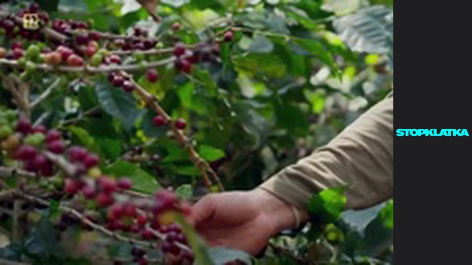 Jakubiak rozgryza Tajlandię i Kambodżę S1E2 - Aha Village i Kawa