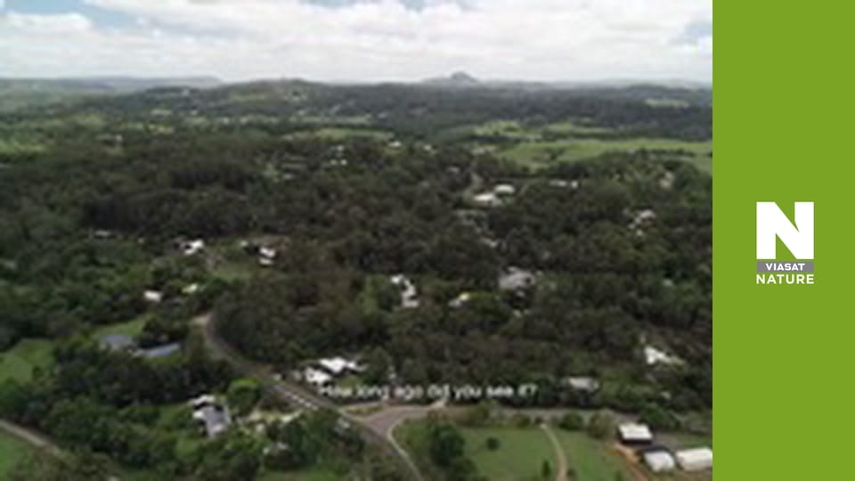 Австралійські змієлови - Потрійна загроза