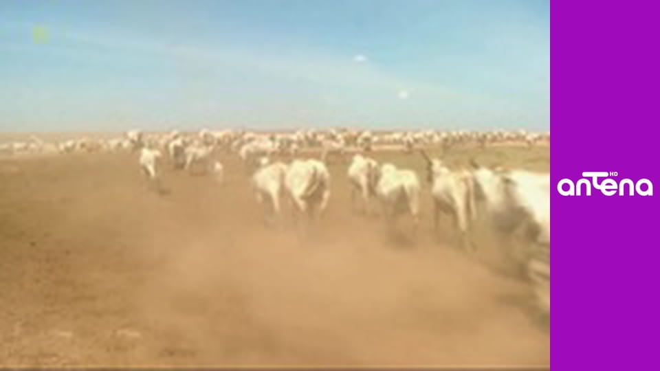 Wojciech Cejrowski - boso przez świat S1E71 - Walki kogutów