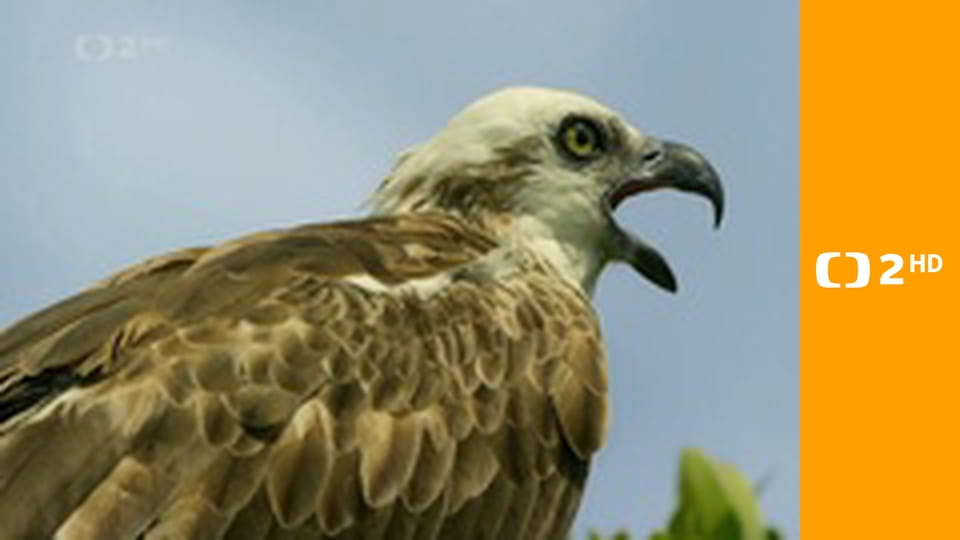 Kořeny života E2 - Život v mangrovech