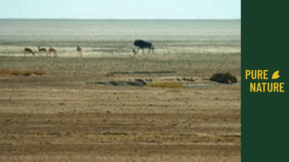 Wild Animals of Africa: Lions