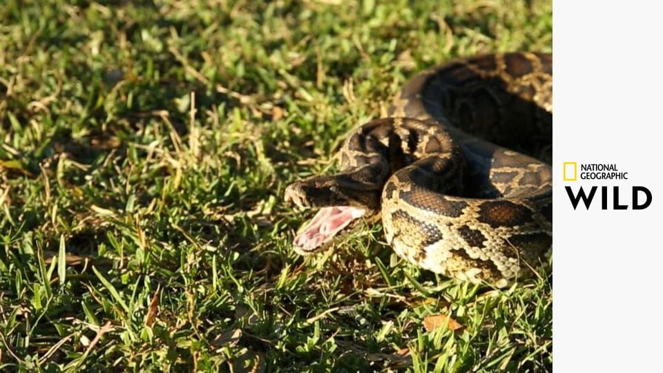 Питон-марафон