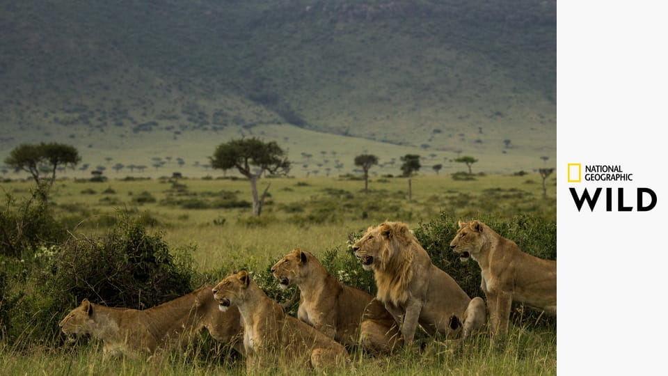 Родословные хищников S1E2 - Львиное наследство