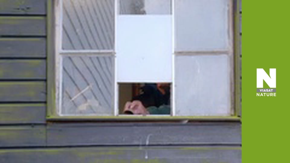 Птицы - Меняющийся мир