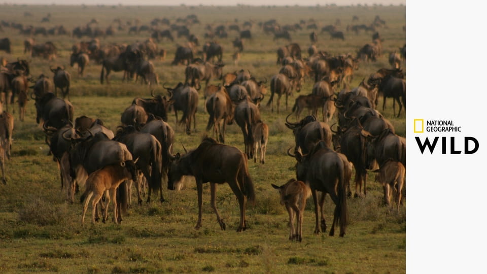 Быстроногая королева Серенгети