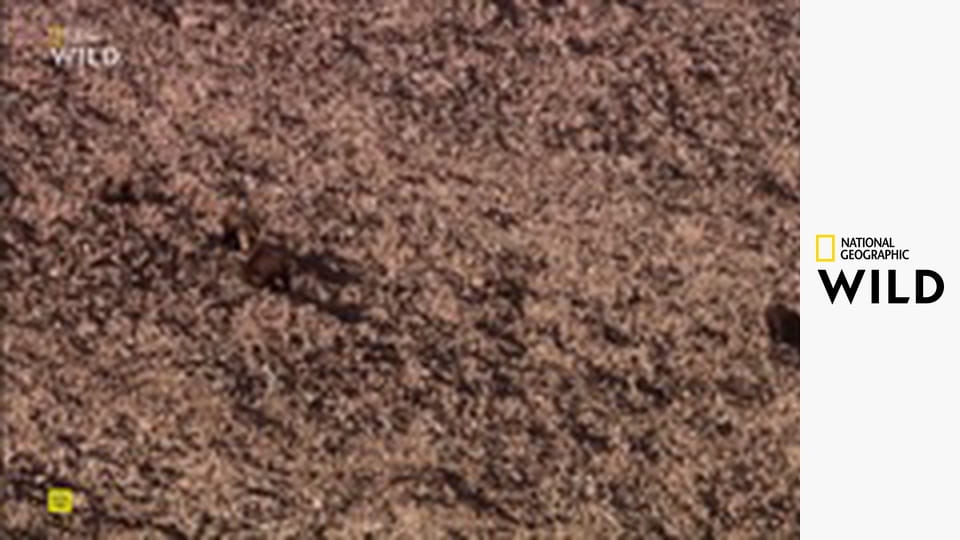 Nejnebezpečnější zvířata světa S1E1 - Vražedkyně