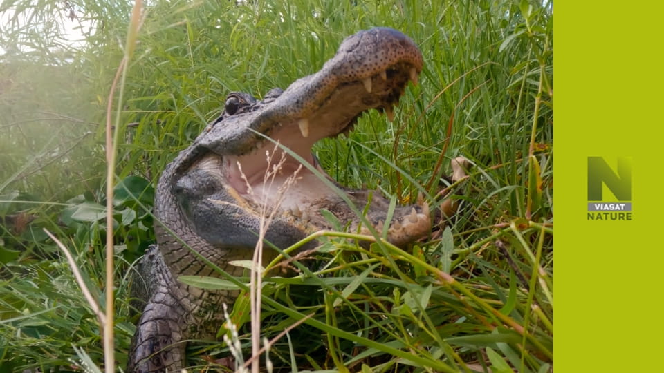 Техаські рятувальники алігаторів S1E7 - Більший човен?