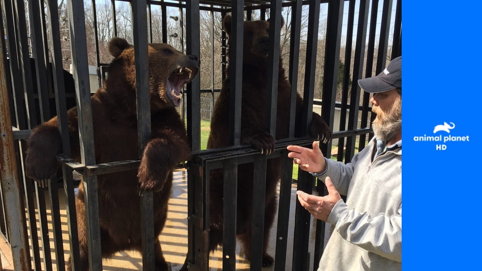 Проект "Гризли" S1E5 - Медведи-подростки