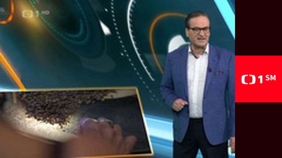 Všechny velké a malé bytosti - Návrat domů